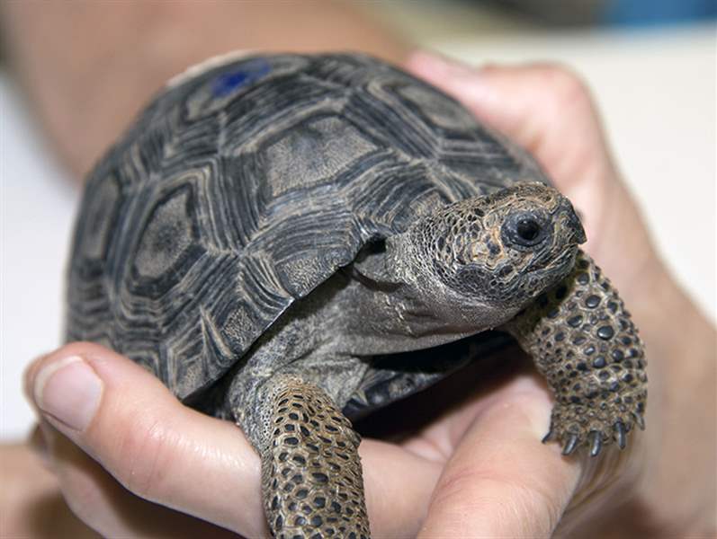 Toledo Zoo’s Galapagos collection grows with arrival of 3 tiny ...