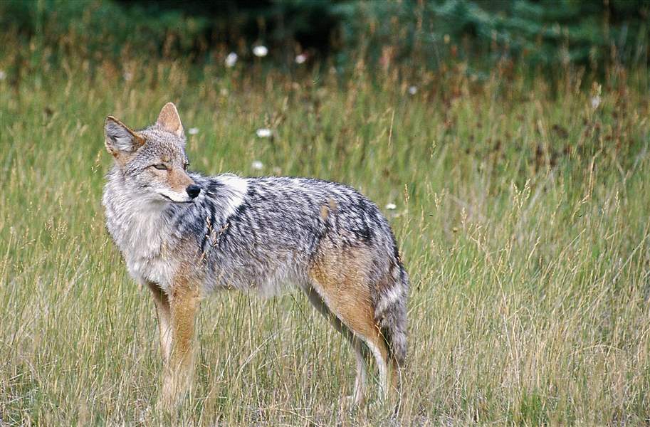 Markey: Coyotes take on bold posture, grab puppy - The Blade