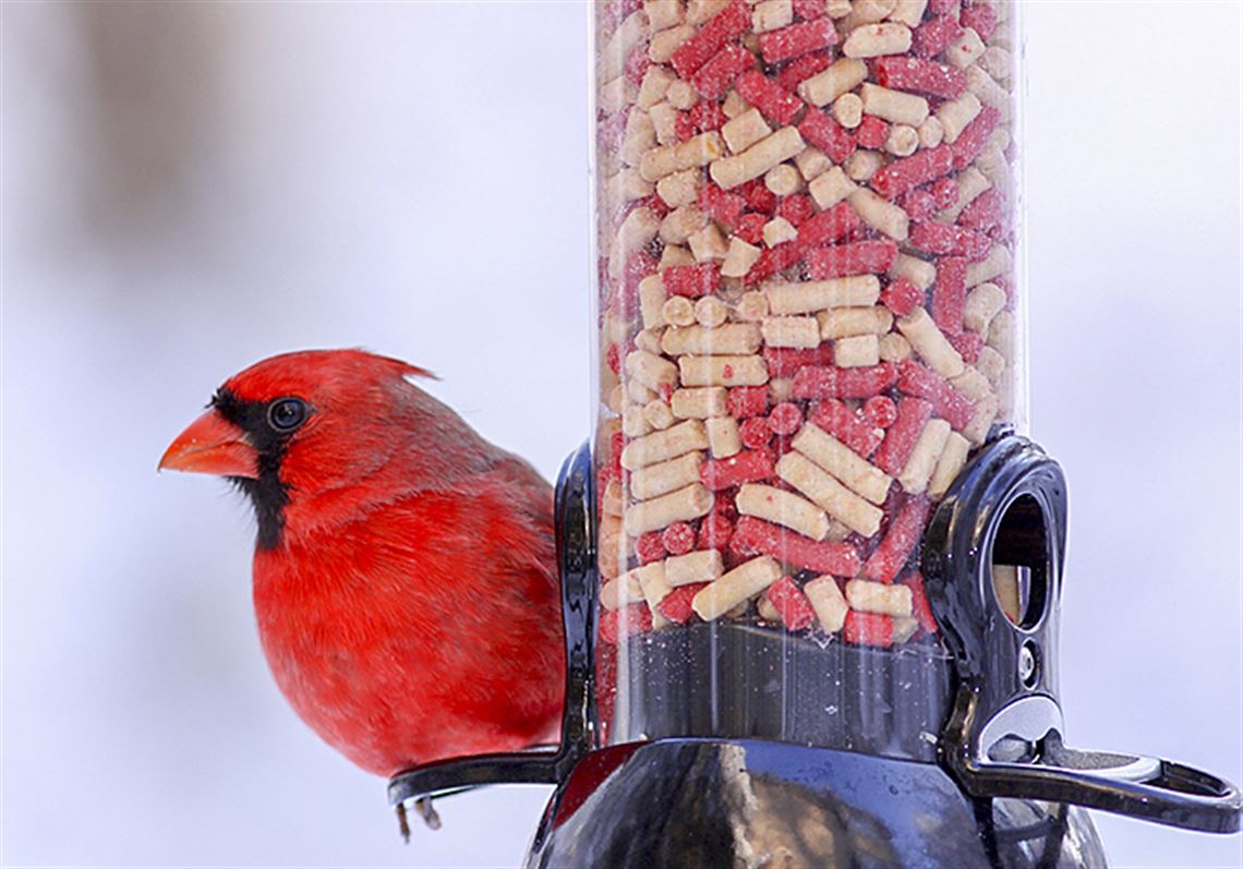 fat for birds in winter