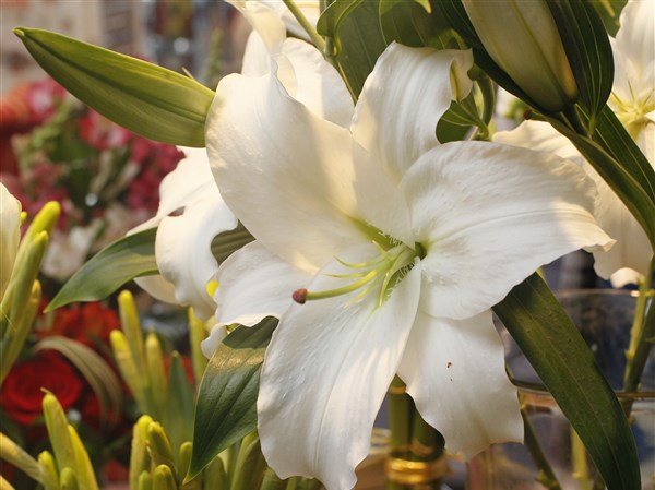 Beautiful Easter lilies trumpet arrival of spring | The Blade