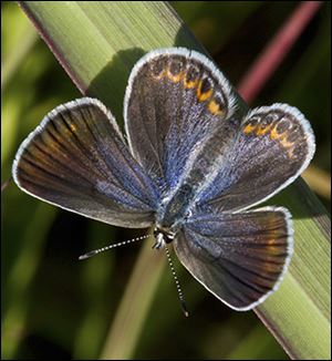 The endangered Karner Blue butterfly.  