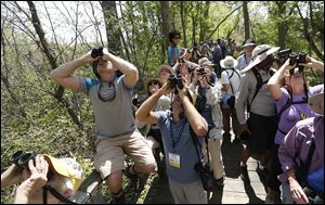 Enthusiasts watch for migrating birds at a Biggest Week in American Birding event at Magee Marsh on Lake Erie, north of Oak Harbor, Ohio. The area is considered a prime stopover for warblers making their spring migration north.