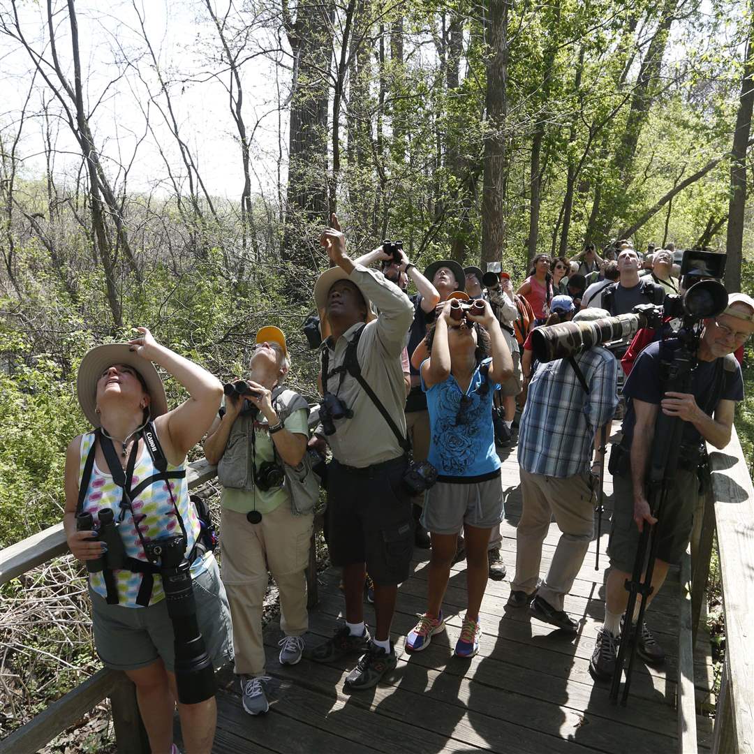 SPT-BIRDS9p-bird-watchers