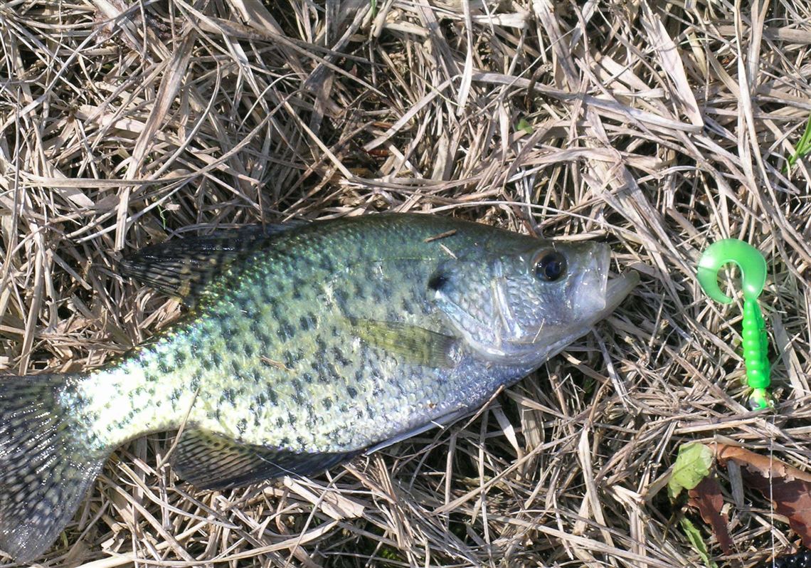 Get Diamonds On DAY 1 OF PLAYING With These Perch & Crappie