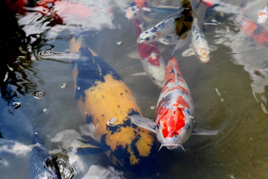 KOIPOND04p-koi-closeup