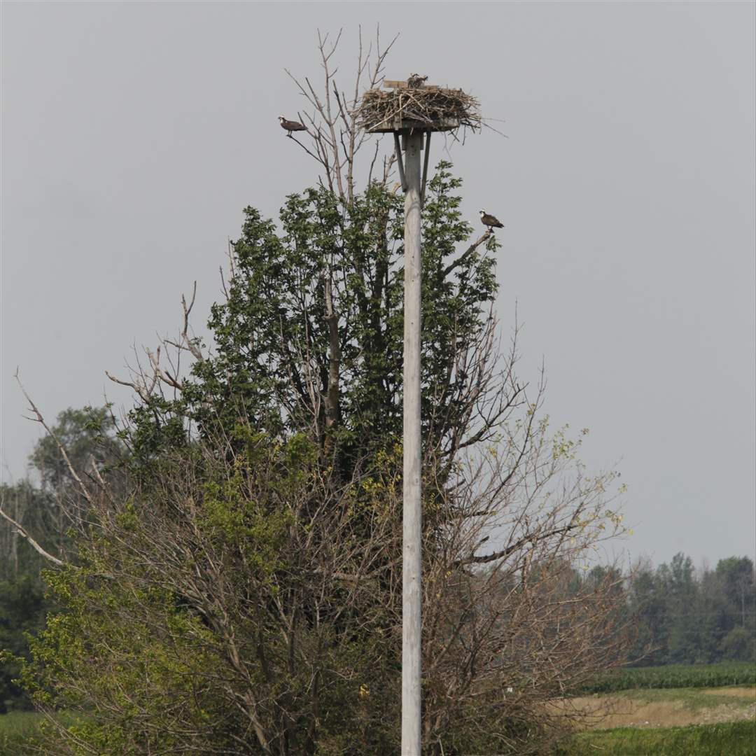 CTY-osprey20p-4