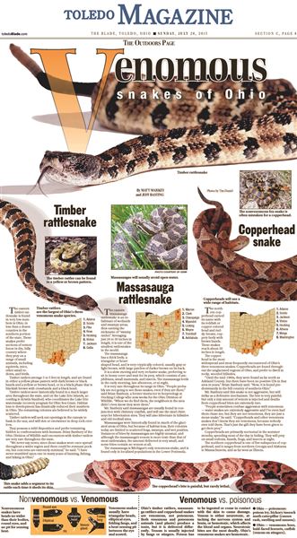 The venomous snakes of Ohio - The Blade