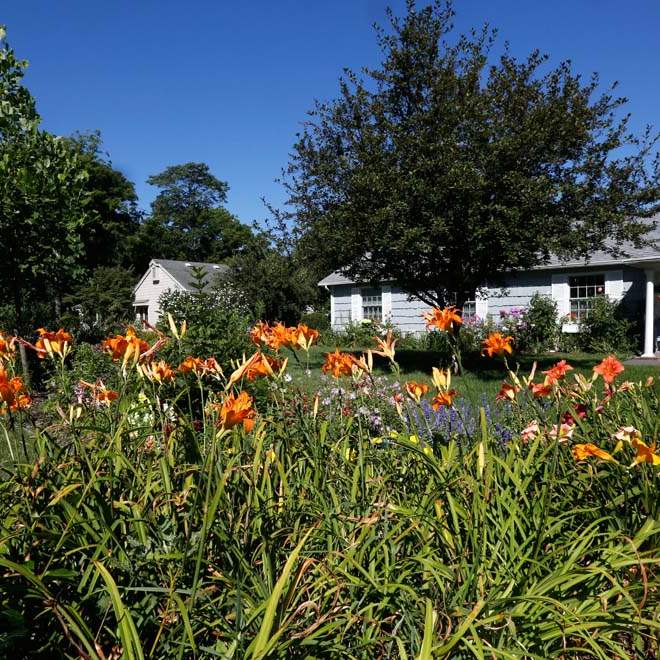 FEA-WIAR30P-Double-ruffled-daylilies