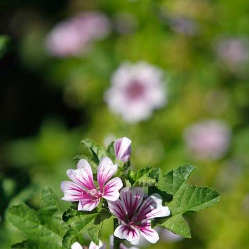 FEA-WIAR30P-The-Zebra-Mallow-flower