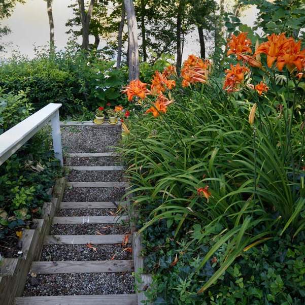 FEA-WIAR30P-steps-lillies