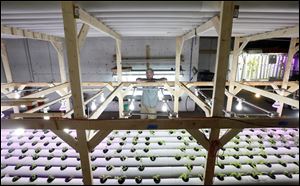 Above, Dan Sadoski, standing next to his plants, is opening a 3,000-square-foot urban aquaponic farm to raise greens and talapia fish in an old warehouse in Toledo’s UpTown neighborhood. At right, the water system to grow plants in Mr. Sadoski’s  urban aquaponic farm.