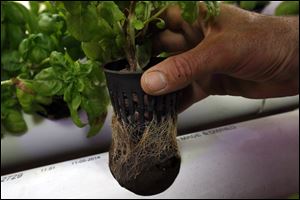 Roots take shape in an urban aquaponic farm Dan Sadoski has begun in an old warehouse in Uptown.