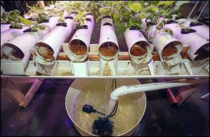 At right, the water system to grow plants in Dan Sadoski's 3,000 square foot urban aquaponic farm in an old warehouse in the city's Uptown neighborhood.