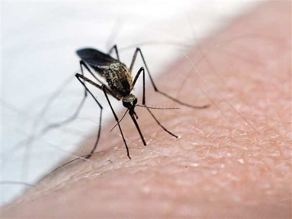 West Nile Virus found in mosquitoes near Ottawa Park