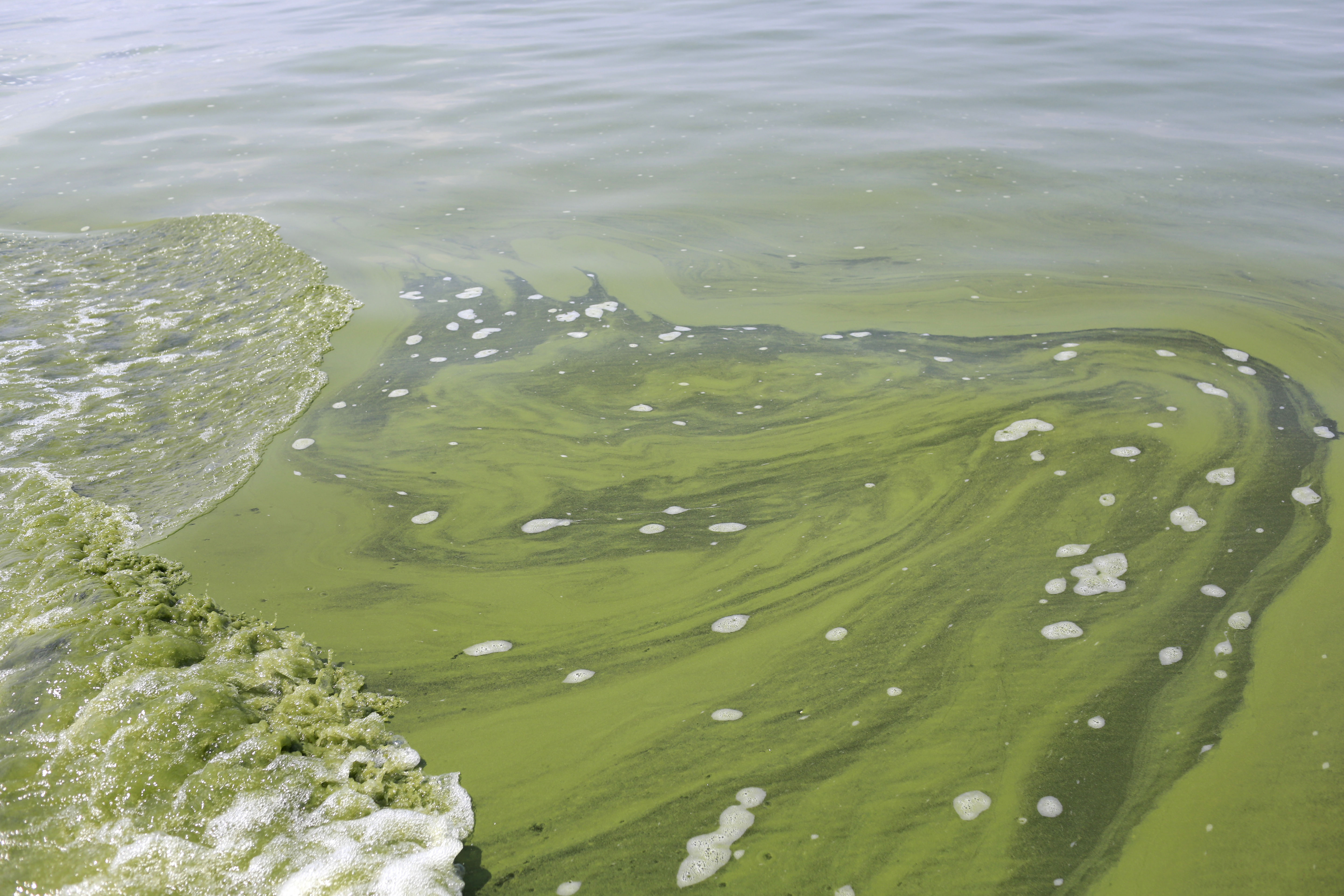 Microcystin levels drop in raw Lake Erie water today - The Blade