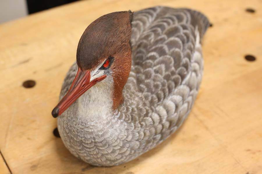 CARVERS-Merganser-decoy