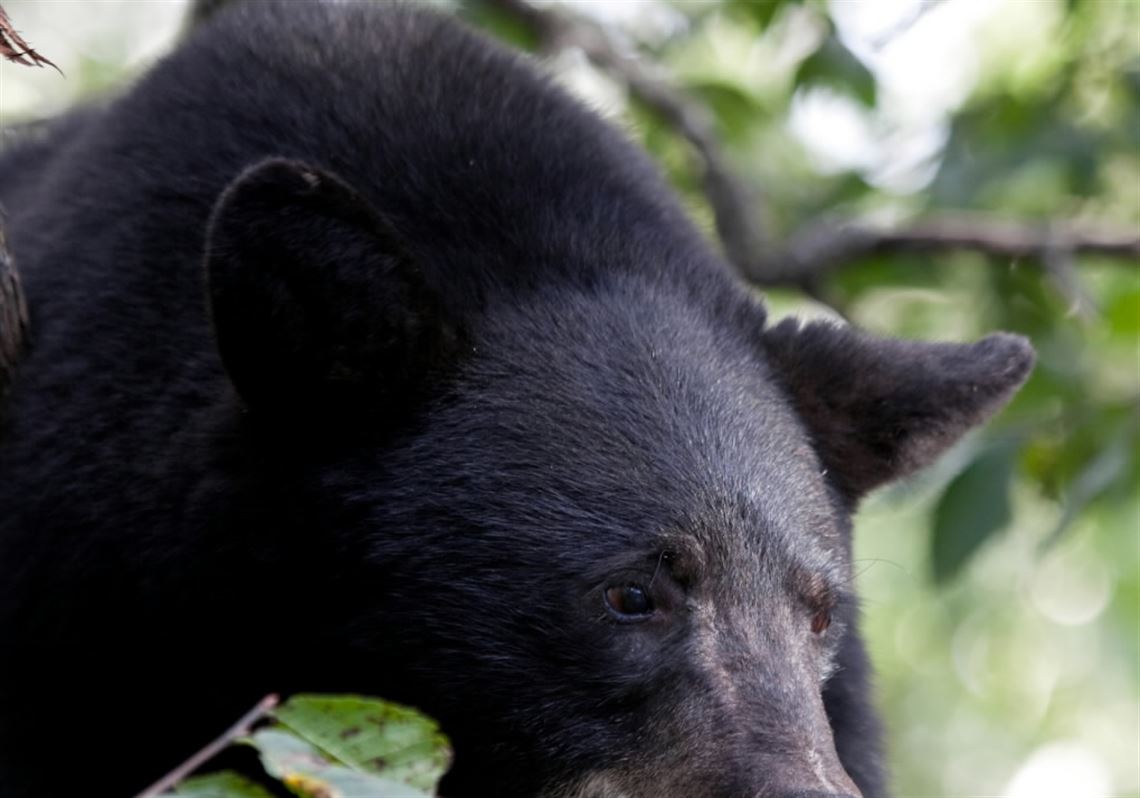 Relocated 'nuisance' bear travels 1,000 miles across 4 states to return to  park