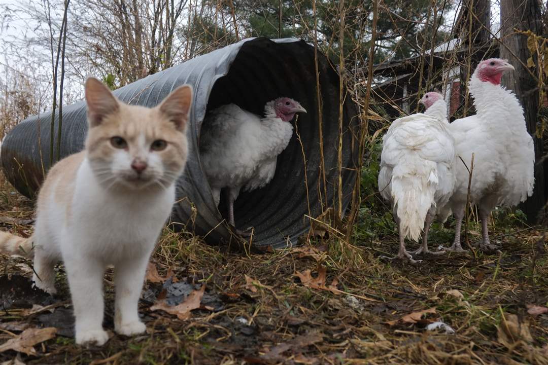 MAG-TURKEY09pPooters-the-cat-walks-amon