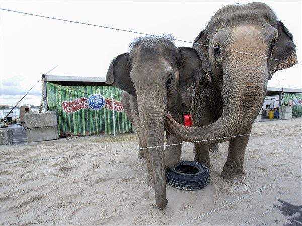 Ringling Elephants Pack Up Trunks For Retirement The Blade 4026