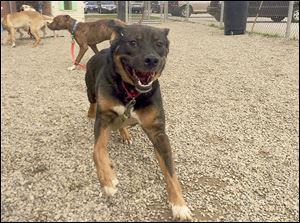 The Lucas County shelter assesses dogs’ behavior through playgroups instead of one-on-one meetings.