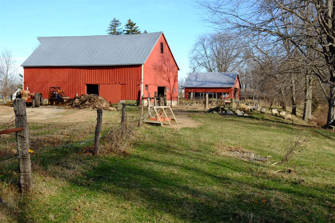 CTY-1historicfarmxxpSheep