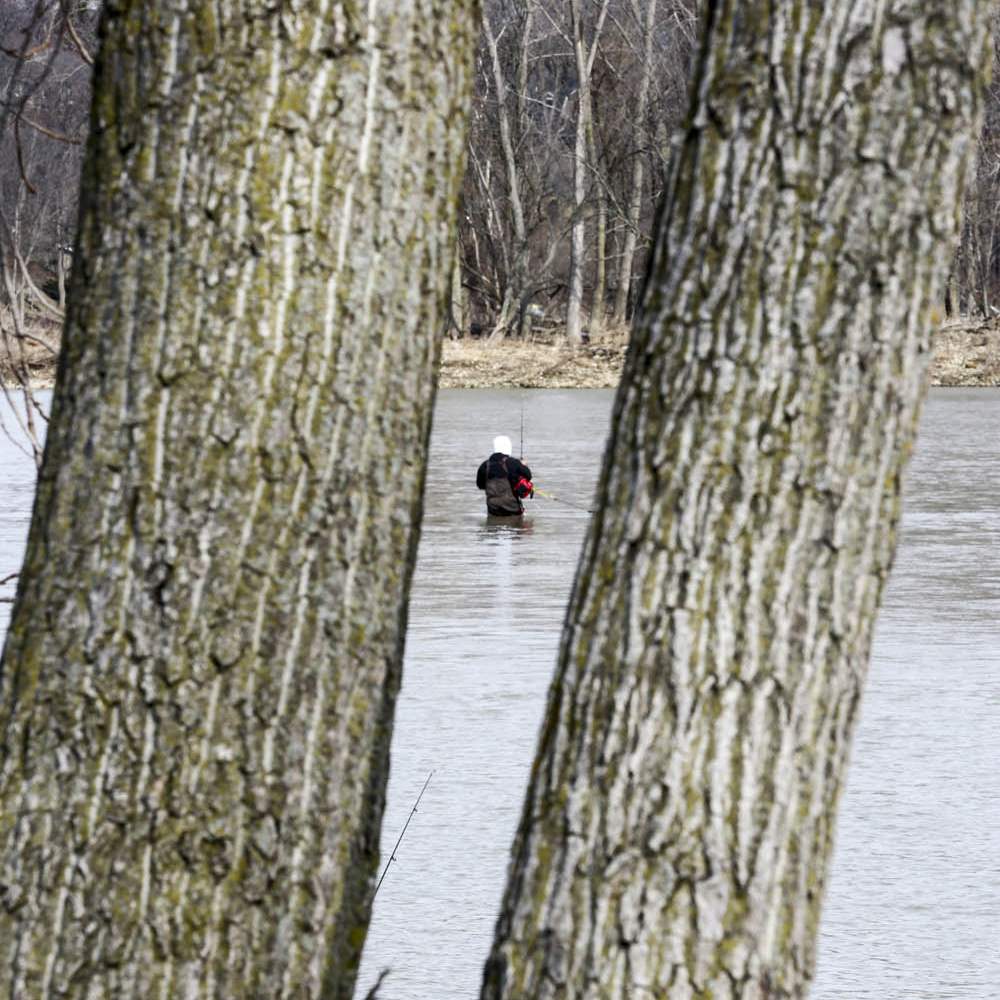 CTY-walleye-runTrees