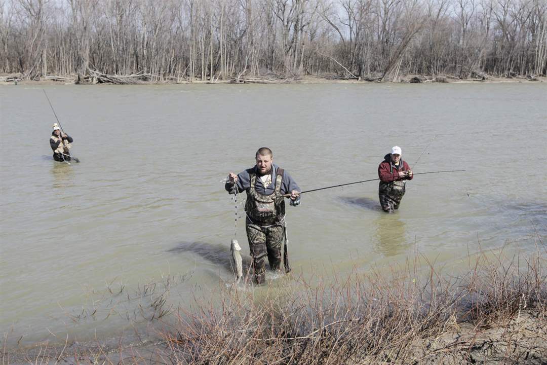 CTY-walleye-runShaw