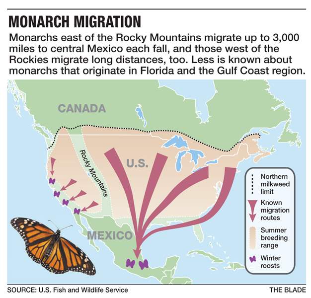 Toledo butterflies found in Mexico wintering spot - The Blade