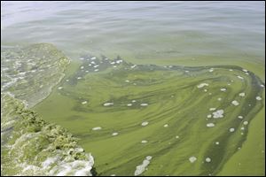 This  2014 photo shows algae near the City of Toledo water intake crib in Lake Erie.