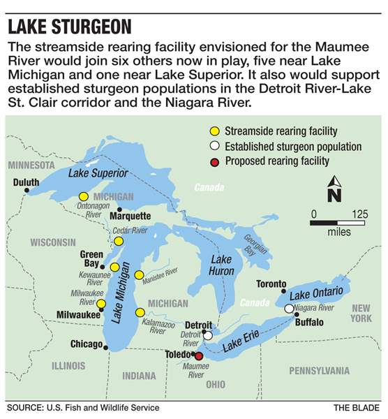 Giant sturgeon poised to spawn again - The Blade