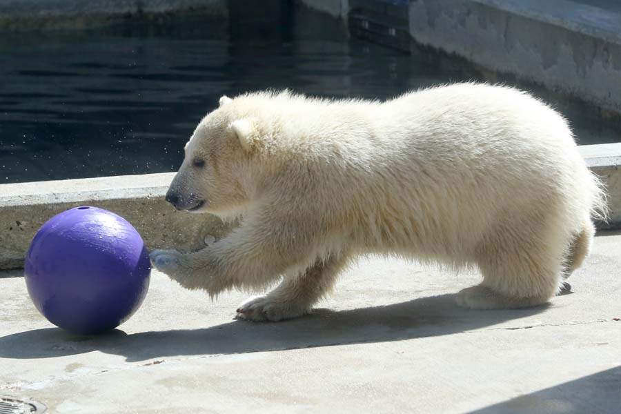 CUB21p-cub-and-ball