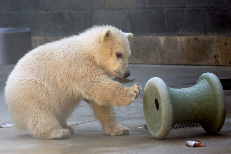 Toledo Zoo shows off polar bear cub The Blade