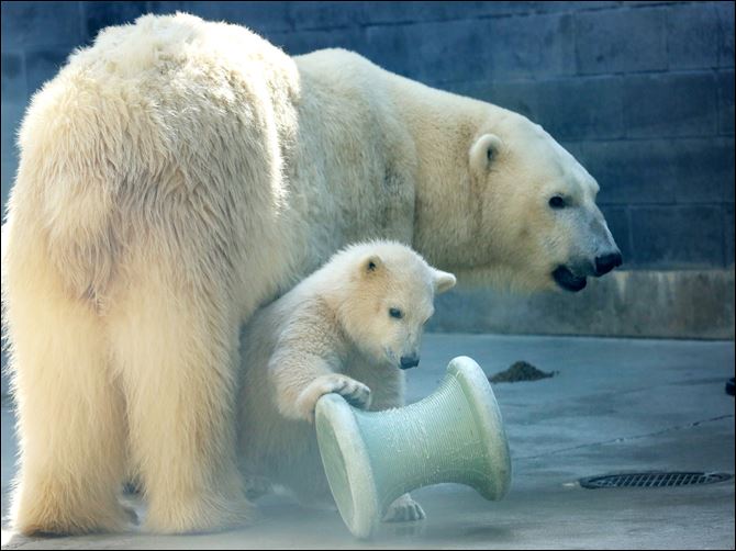 Toledo Zoo getting ready to debut baby polar bear - Toledo Blade