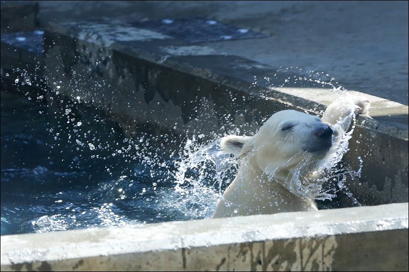 Toledo Zoo getting ready to debut baby polar bear - Toledo Blade