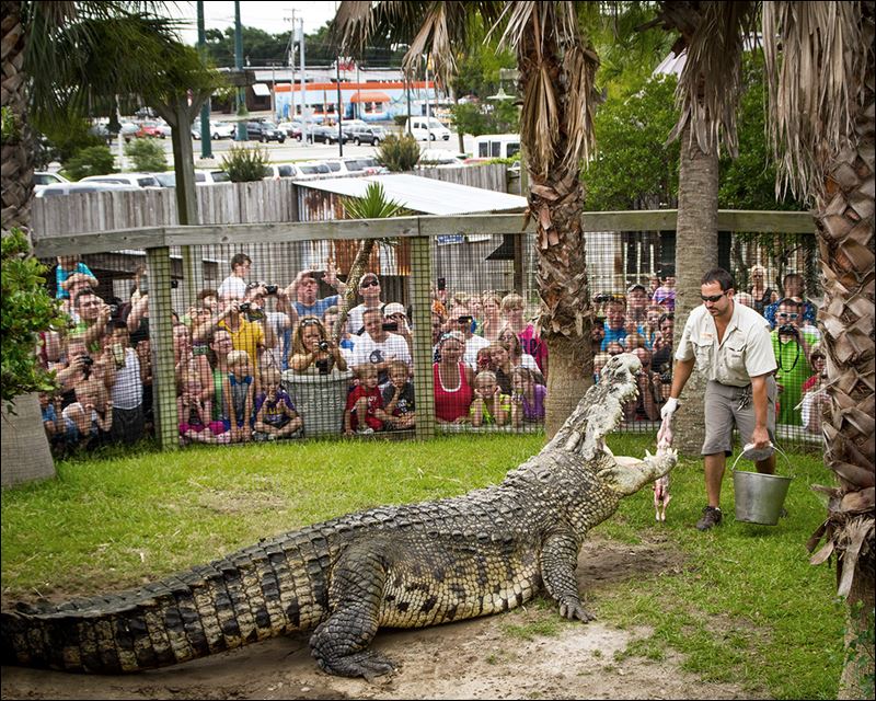 Toledo’s crocodile finds heavyweight challenger - Toledo Blade