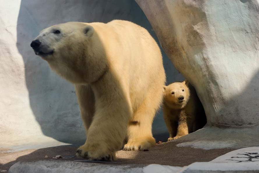 polarbear7-behind-mom