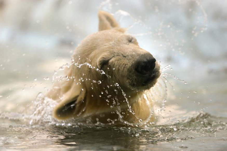 polarbear7-hope-playing-in-pool