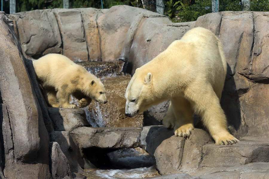 Toledo Zoo's polar bear cub on display The Blade