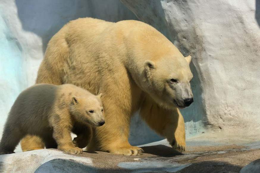 polarbear7-walking-with-mom