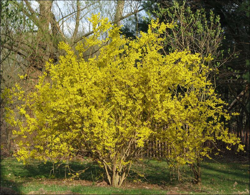 Don’t ignore your green forsythia - Toledo Blade