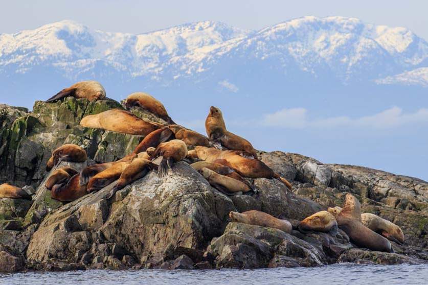 MAG-Steller-BASKING-IN-SUN