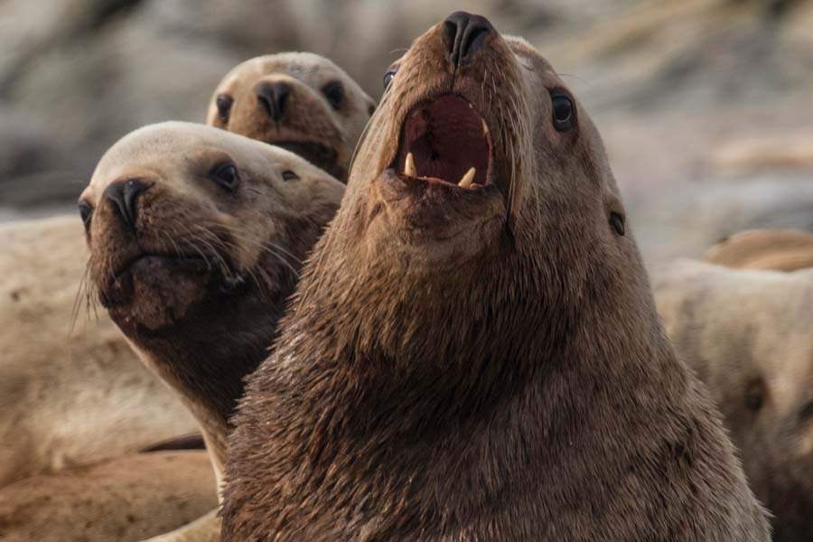 MAG-Steller-YOUNG-SEA-LIONS