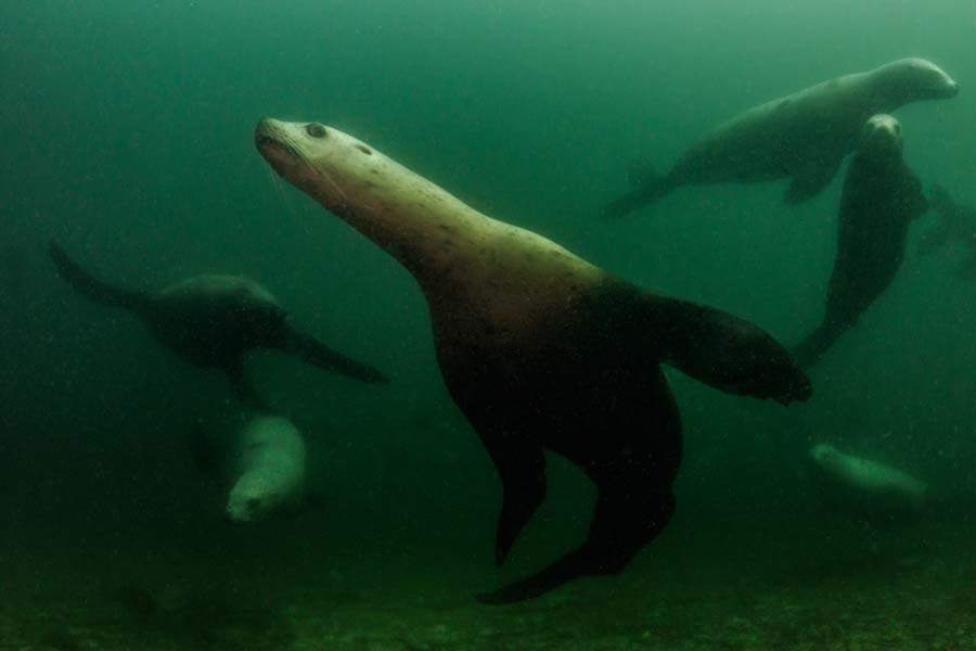 MAG-Steller-circling-divers