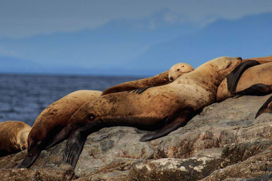 MAG-Steller-lying-on-rocks