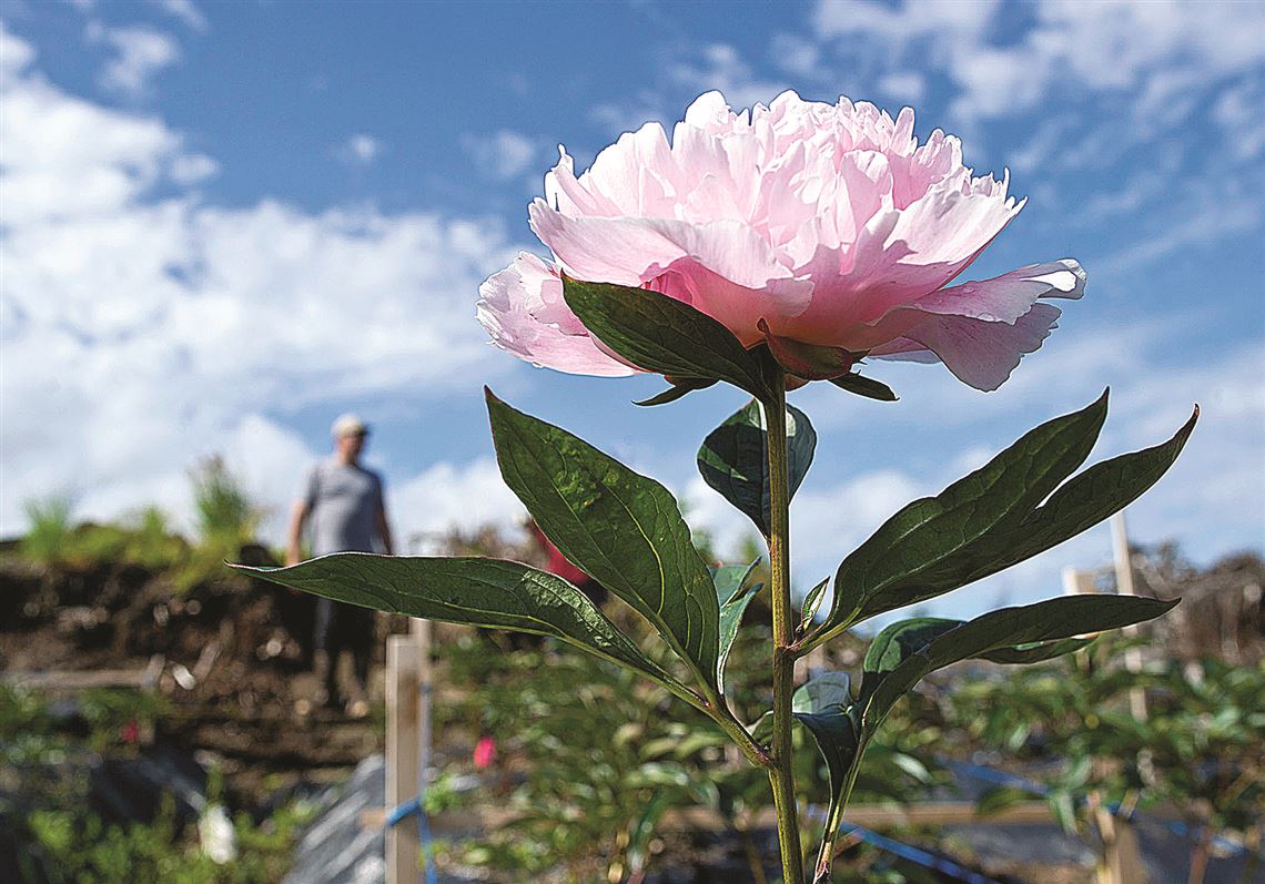 Peony Flower Essence  Sacred — Stenella Farms