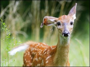 A whitetail deer fawn swats away a mosquito with an ear while foraging at Pearson Metropark Preserve.