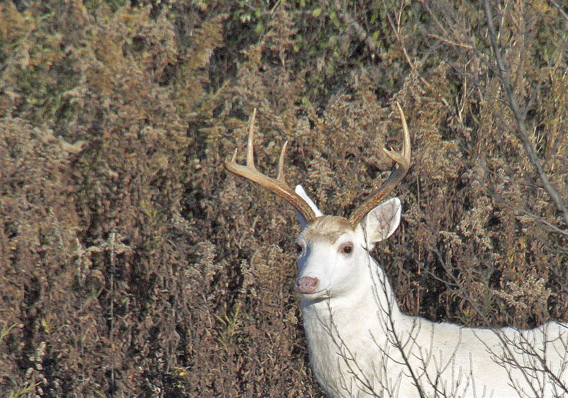 Deer in Upstate New York Park - Lakes & Nature Background