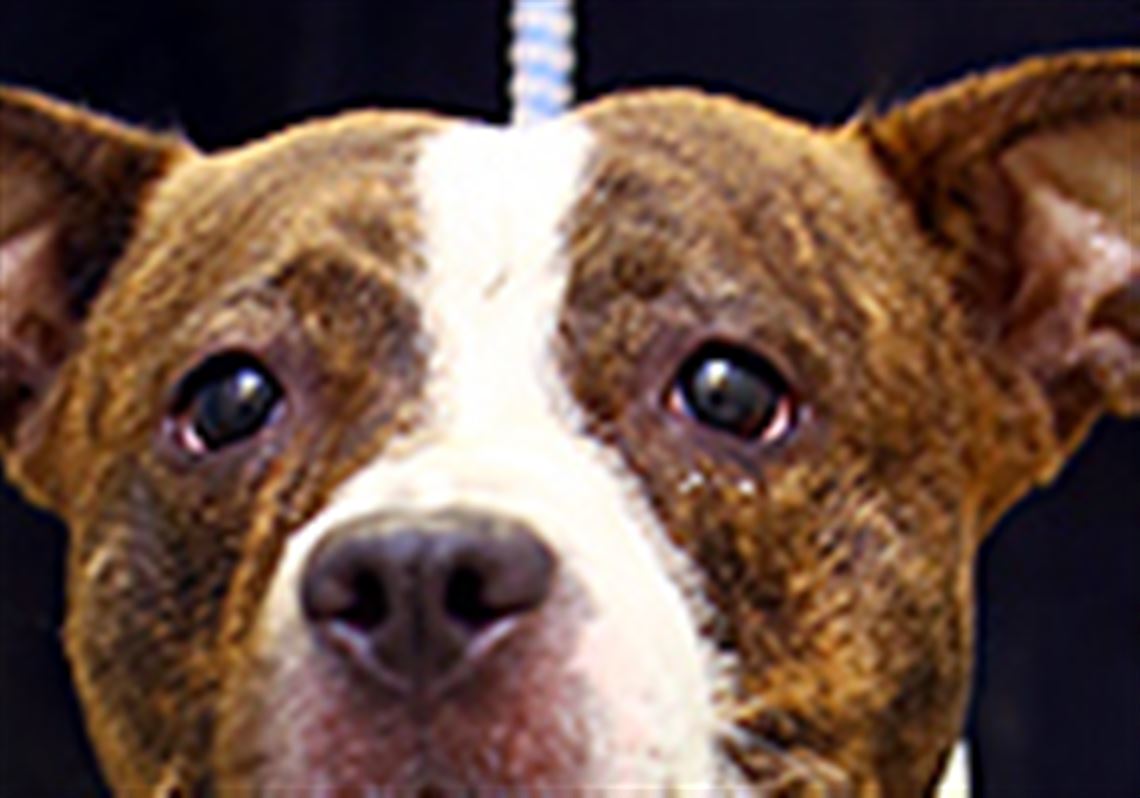 Lucas County Dogs For Adoption 10 4 Toledo Blade