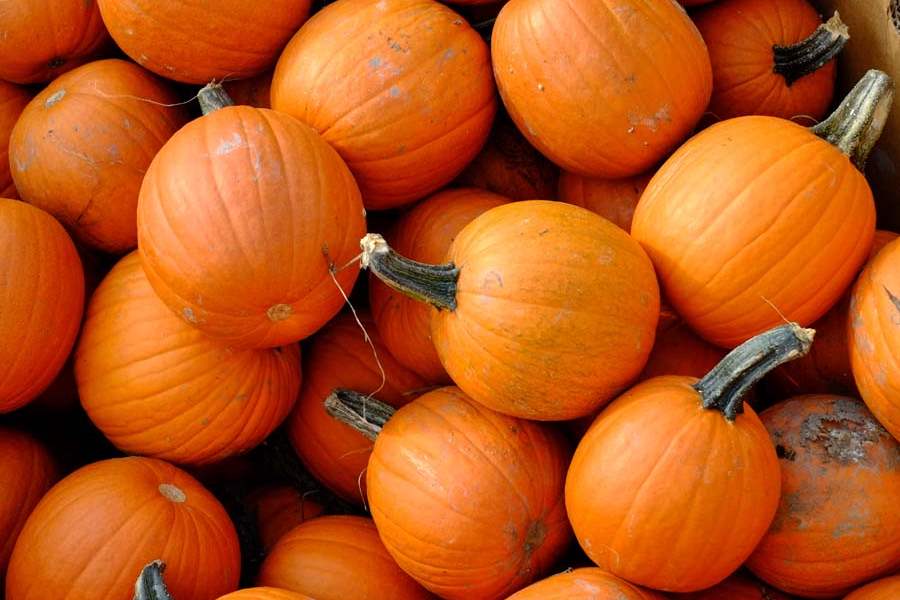 pumpkin patches toledo ohio