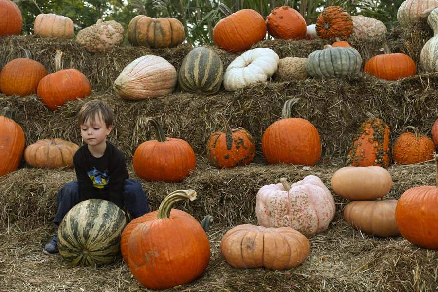 PUMPKINPATCH-Drake-Hoover